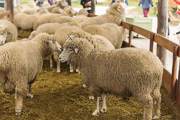 포토 JPG 주간 동물 여유 여행 여러마리 자연 한국 풍경 사람없음 야외 가을 양 강원도 국내여행 양떼목장 국내포토 자연요소 계절 감정 아시아 다수 포유류 목장 생태계 파일형식