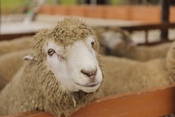 포토 JPG 주간 동물 여유 여행 여러마리 자연 한국 풍경 근접촬영 사람없음 야외 가을 양 강원도 국내여행 양떼목장 국내포토 자연요소 계절 감정 아시아 뷰포인트 다수 포유류 목장 생태계 파일형식