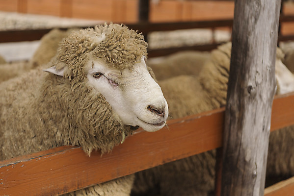 포토 JPG 주간 동물 여유 여행 여러마리 자연 한국 풍경 사람없음 야외 가을 양 강원도 국내여행 양떼목장 국내포토 자연요소 계절 감정 아시아 다수 포유류 목장 생태계 파일형식