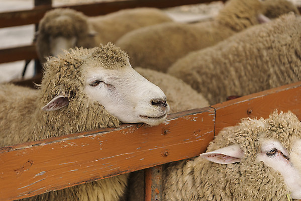 포토 JPG 주간 동물 여유 여행 여러마리 자연 한국 풍경 사람없음 야외 가을 양 강원도 국내여행 양떼목장 국내포토 자연요소 계절 감정 아시아 다수 포유류 목장 생태계 파일형식