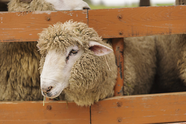 포토 JPG 주간 동물 여유 여행 여러마리 자연 한국 풍경 사람없음 야외 가을 양 강원도 국내여행 양떼목장 국내포토 자연요소 계절 감정 아시아 다수 포유류 목장 생태계 파일형식
