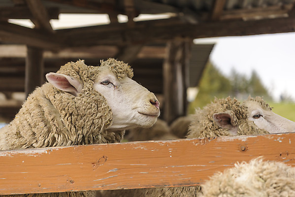 포토 JPG 주간 동물 여유 여행 여러마리 자연 한국 풍경 사람없음 야외 가을 양 강원도 국내여행 양떼목장 국내포토 자연요소 계절 감정 아시아 다수 포유류 목장 생태계 파일형식