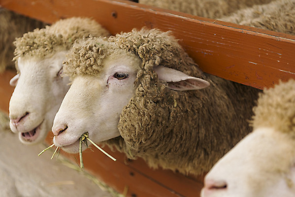 포토 JPG 주간 동물 여유 여행 여러마리 자연 한국 풍경 사람없음 야외 가을 양 강원도 국내여행 양떼목장 국내포토 자연요소 계절 감정 아시아 다수 포유류 목장 생태계 파일형식