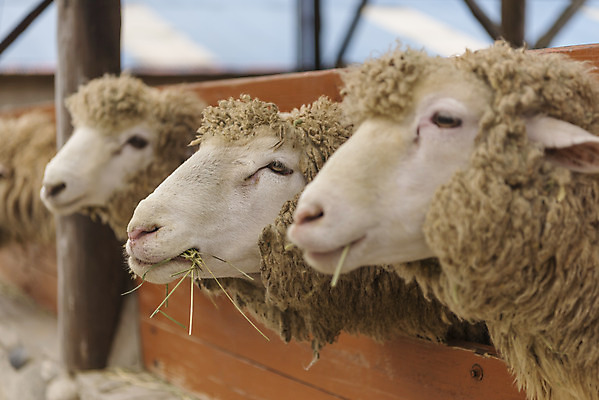 포토 JPG 주간 동물 여유 여행 여러마리 자연 한국 풍경 사람없음 야외 가을 양 강원도 국내여행 양떼목장 국내포토 자연요소 계절 감정 아시아 다수 포유류 목장 생태계 파일형식