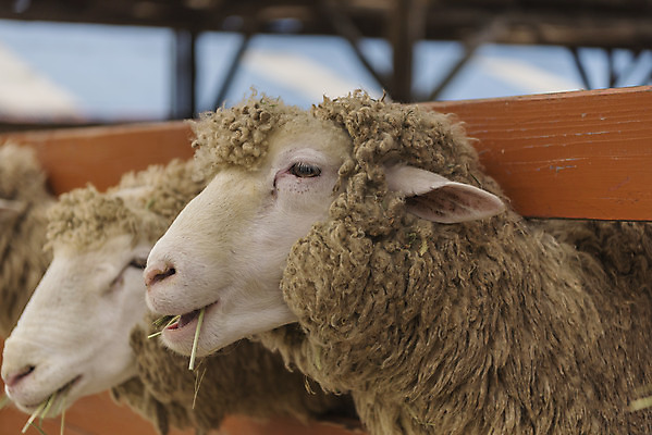 포토 JPG 주간 동물 여유 여행 여러마리 자연 한국 풍경 사람없음 야외 가을 양 강원도 국내여행 양떼목장 국내포토 자연요소 계절 감정 아시아 다수 포유류 목장 생태계 파일형식