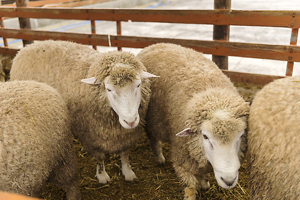 포토 JPG 주간 동물 여유 여행 여러마리 자연 한국 풍경 사람없음 야외 가을 양 강원도 국내여행 양떼목장 국내포토 자연요소 계절 감정 아시아 다수 포유류 목장 생태계 파일형식