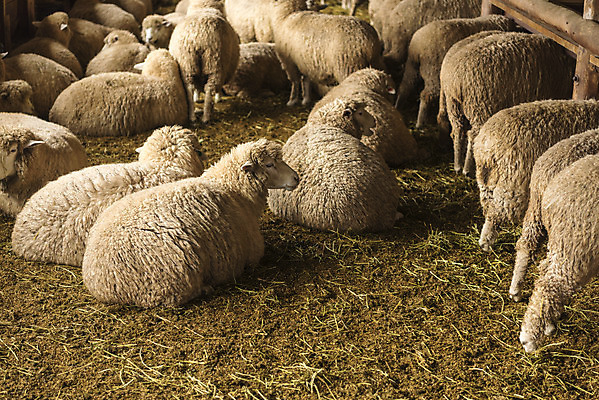포토 JPG 주간 동물 여유 여행 여러마리 자연 한국 풍경 사람없음 야외 가을 양 강원도 국내여행 양떼목장 국내포토 자연요소 계절 감정 아시아 다수 포유류 목장 생태계 파일형식