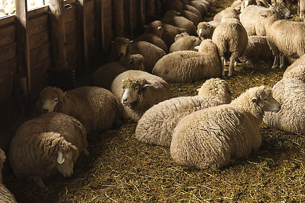포토 JPG 주간 동물 여유 여행 여러마리 자연 한국 풍경 사람없음 야외 가을 양 강원도 국내여행 양떼목장 국내포토 자연요소 계절 감정 아시아 다수 포유류 목장 생태계 파일형식
