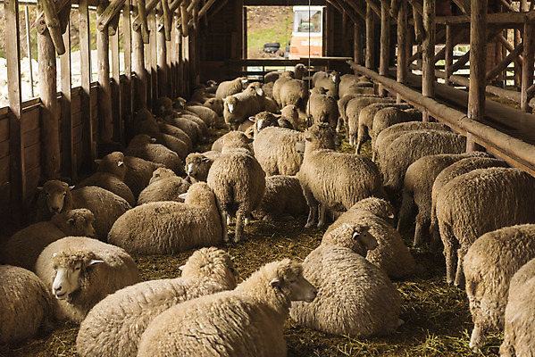 포토 JPG 주간 동물 여유 여행 여러마리 자연 한국 풍경 사람없음 야외 가을 양 강원도 국내여행 양떼목장 국내포토 자연요소 계절 감정 아시아 다수 포유류 목장 생태계 파일형식