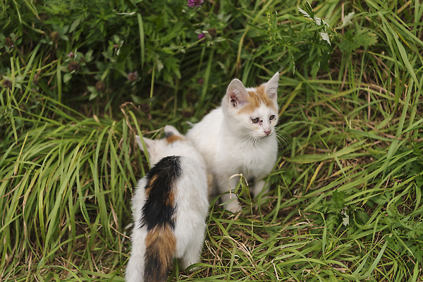 포토 JPG 주간 여유 새끼 여행 두마리 자연 한국 풍경 사람없음 야외 고양이 가을 강원도 국내여행 길고양이 동물라이프 반려 국내포토 자연요소 동물 라이프스타일 계절 감정 아시아 2 포유류 반려동물 생태계 파일형식