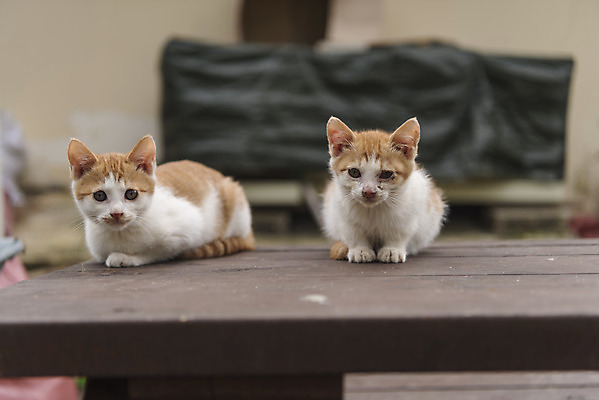 포토 JPG 주간 여유 새끼 여행 두마리 자연 한국 풍경 사람없음 야외 고양이 가을 강원도 국내여행 길고양이 동물라이프 반려 국내포토 자연요소 동물 라이프스타일 계절 감정 아시아 2 포유류 반려동물 생태계 파일형식