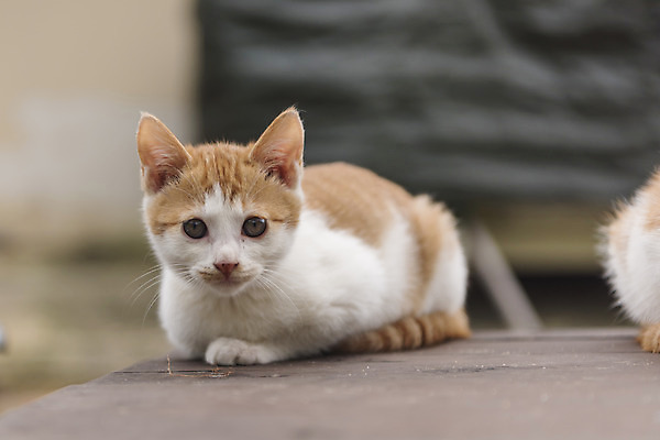 포토 JPG 주간 한마리 여유 새끼 여행 자연 한국 풍경 사람없음 야외 고양이 가을 강원도 국내여행 길고양이 동물라이프 반려 국내포토 자연요소 동물 1 라이프스타일 계절 감정 아시아 포유류 반려동물 생태계 파일형식