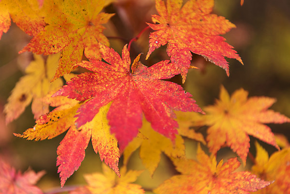 포토 JPG 주간 여유 여행 단풍 잎 자연 나뭇잎 한국 풍경 근접촬영 사람없음 야외 가을 강원도 국내여행 국내포토 자연요소 식물 계절 감정 아시아 뷰포인트 생태계 파일형식