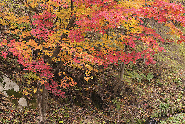 포토 JPG 주간 여유 여행 단풍 잎 자연 단풍나무 나뭇잎 한국 풍경 사람없음 야외 가을 강원도 국내여행 국내포토 자연요소 나무 식물 계절 감정 아시아 생태계 파일형식
