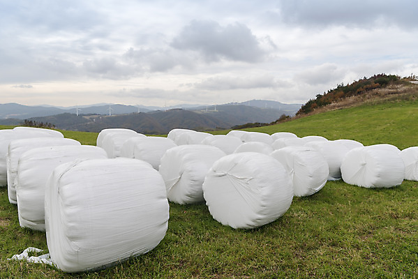 포토 JPG 주간 구름 여유 여행 자연 하늘 한국 풍경 사람없음 야외 가을 건초 먹이 강원도 대관령 국내여행 국내포토 자연요소 계절 감정 아시아 생태계 파일형식