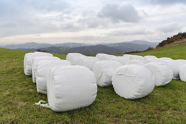 포토 JPG 주간 구름 여유 여행 자연 하늘 한국 풍경 사람없음 야외 가을 건초 먹이 강원도 대관령 국내여행 국내포토 자연요소 계절 감정 아시아 생태계 파일형식