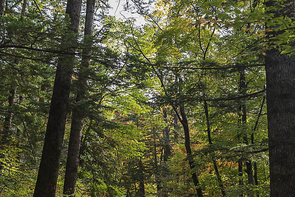 포토 JPG 주간 나무 길 여유 여행 자연 한국 풍경 사람없음 야외 산책 가을 강원도 국내여행 국내포토 자연요소 식물 계절 감정 아시아 휴식 생태계 파일형식