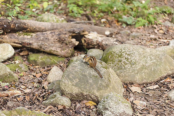 포토 JPG 주간 길 여유 여행 자연 한국 풍경 사람없음 야외 가을 다람쥐 강원도 국내여행 청설모 국내포토 자연요소 계절 감정 아시아 설치류 생태계 파일형식