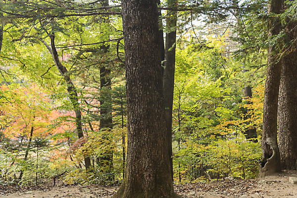포토 JPG 주간 나무 길 여유 여행 자연 한국 풍경 사람없음 야외 산책 가을 강원도 국내여행 국내포토 자연요소 식물 계절 감정 아시아 휴식 생태계 파일형식