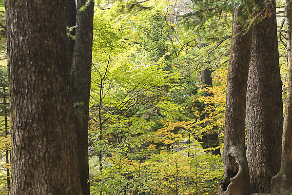 포토 JPG 주간 나무 길 여유 여행 자연 한국 풍경 사람없음 야외 산책 가을 강원도 국내여행 국내포토 자연요소 식물 계절 감정 아시아 휴식 생태계 파일형식