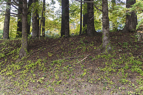 포토 JPG 주간 나무 길 여유 여행 자연 한국 풍경 사람없음 야외 산책 가을 강원도 전나무 국내여행 국내포토 자연요소 식물 계절 감정 아시아 휴식 생태계 파일형식