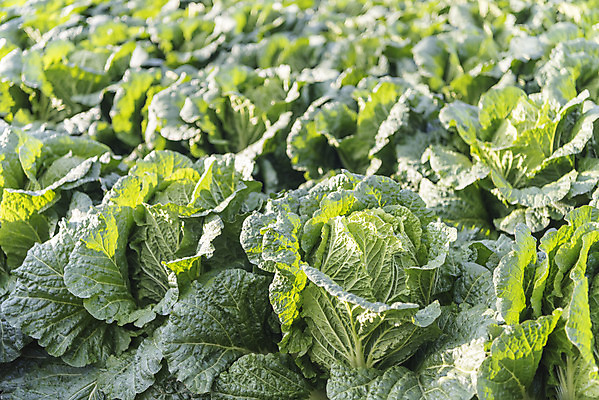 포토 JPG 주간 여행 밭 채소 자연 한국 풍경 사람없음 야외 가을 농부 배추 강원도 국내여행 국내포토 자연요소 직업 계절 아시아 농업 생태계 파일형식