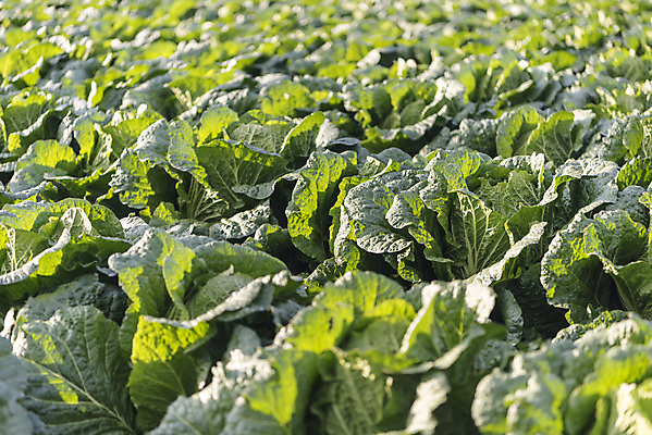 포토 JPG 주간 여행 밭 채소 자연 한국 풍경 사람없음 야외 가을 농부 배추 강원도 국내여행 국내포토 자연요소 직업 계절 아시아 농업 생태계 파일형식