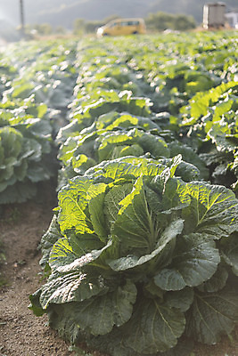 포토 JPG 주간 여행 밭 채소 자연 한국 풍경 사람없음 야외 가을 농부 배추 강원도 국내여행 국내포토 자연요소 직업 계절 아시아 농업 생태계 파일형식
