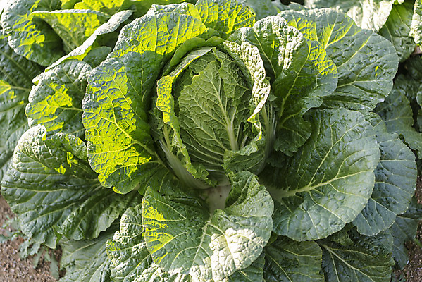 포토 JPG 주간 여행 밭 채소 자연 한국 풍경 사람없음 야외 가을 농부 배추 강원도 국내여행 국내포토 자연요소 직업 계절 아시아 농업 생태계 파일형식