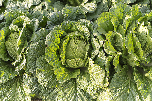 포토 JPG 주간 여행 밭 채소 자연 한국 풍경 사람없음 야외 가을 농부 배추 강원도 국내여행 국내포토 자연요소 직업 계절 아시아 농업 생태계 파일형식