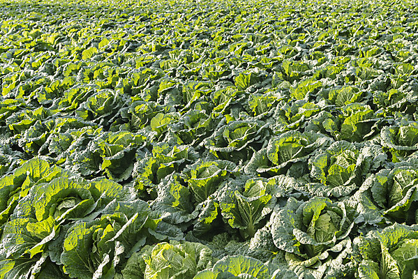 포토 JPG 주간 여행 밭 채소 자연 한국 풍경 사람없음 야외 가을 농부 배추 강원도 국내여행 국내포토 자연요소 직업 계절 아시아 농업 생태계 파일형식