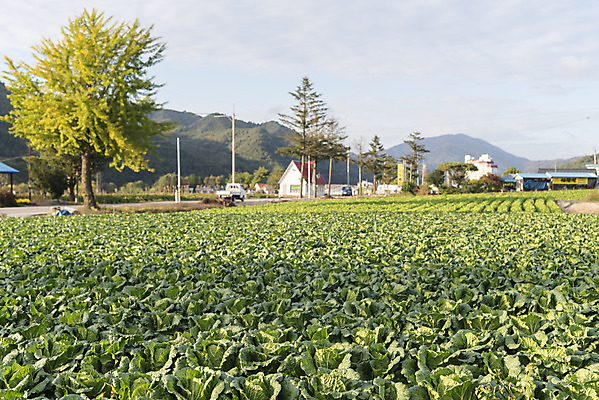 포토 JPG 주간 여행 밭 채소 자연 한국 풍경 사람없음 야외 가을 농부 배추 강원도 국내여행 국내포토 자연요소 직업 계절 아시아 농업 생태계 파일형식
