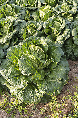 포토 JPG 주간 여행 밭 채소 자연 한국 풍경 사람없음 야외 가을 농부 배추 강원도 국내여행 국내포토 자연요소 직업 계절 아시아 농업 생태계 파일형식