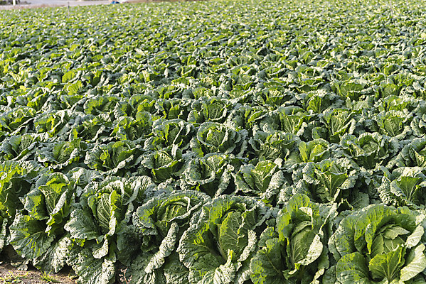 포토 JPG 주간 여행 밭 채소 자연 한국 풍경 사람없음 야외 가을 농부 배추 강원도 국내여행 국내포토 자연요소 직업 계절 아시아 농업 생태계 파일형식