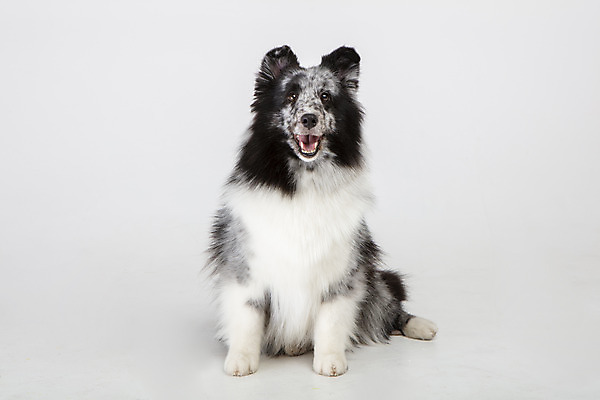 포토 JPG 스튜디오촬영 반려견 실내 앉기 사람없음 앞모습 반려동물 귀여움 강아지 흰배경 반려 셔틀랜드쉽독 국내포토 동물 뷰포인트 백그라운드 컨셉 모션 내부 흰색 개 파일형식