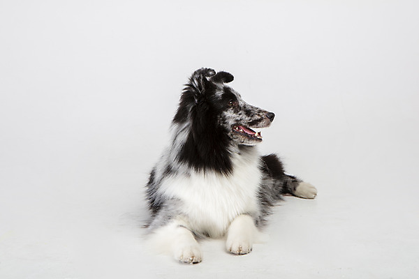 포토 JPG 스튜디오촬영 응시 반려견 엎드리기 실내 사람없음 앞모습 반려동물 귀여움 강아지 흰배경 반려 셔틀랜드쉽독 국내포토 동물 시선 뷰포인트 백그라운드 컨셉 모션 내부 흰색 개 파일형식