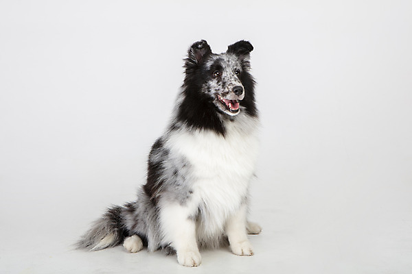 포토 JPG 스튜디오촬영 반려견 실내 앉기 사람없음 앞모습 반려동물 귀여움 강아지 흰배경 반려 셔틀랜드쉽독 국내포토 동물 뷰포인트 백그라운드 컨셉 모션 내부 흰색 개 파일형식