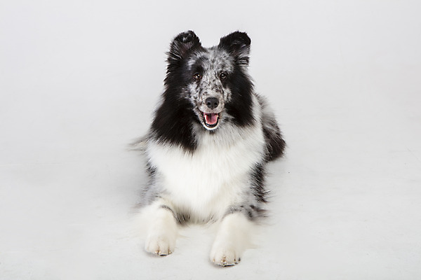 포토 JPG 스튜디오촬영 반려견 엎드리기 실내 사람없음 앞모습 반려동물 귀여움 강아지 흰배경 반려 셔틀랜드쉽독 국내포토 동물 뷰포인트 백그라운드 컨셉 모션 내부 흰색 개 파일형식