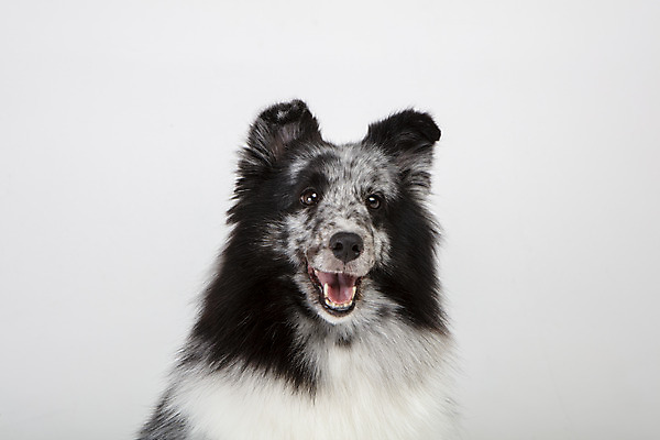 포토 JPG 스튜디오촬영 반려견 실내 사람없음 앞모습 반려동물 귀여움 강아지 흰배경 반려 셔틀랜드쉽독 국내포토 동물 뷰포인트 백그라운드 컨셉 내부 흰색 개 파일형식