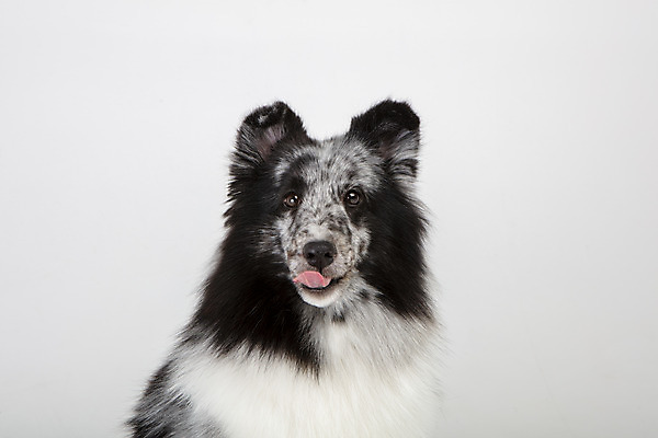 포토 JPG 스튜디오촬영 반려견 실내 사람없음 앞모습 반려동물 귀여움 강아지 흰배경 반려 셔틀랜드쉽독 국내포토 동물 뷰포인트 백그라운드 컨셉 내부 흰색 개 파일형식