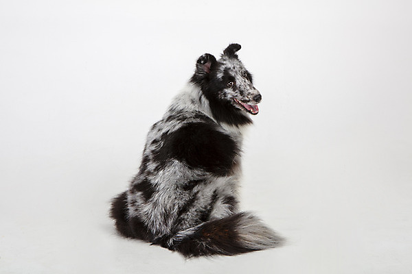 포토 JPG 스튜디오촬영 반려견 실내 앉기 사람없음 뒷모습 반려동물 귀여움 뒤돌아보기 강아지 흰배경 반려 셔틀랜드쉽독 국내포토 동물 뷰포인트 백그라운드 컨셉 모션 내부 흰색 개 파일형식