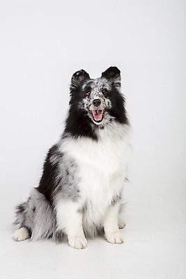 포토 JPG 스튜디오촬영 반려견 실내 앉기 사람없음 앞모습 반려동물 귀여움 강아지 흰배경 반려 셔틀랜드쉽독 국내포토 동물 뷰포인트 백그라운드 컨셉 모션 내부 흰색 개 파일형식