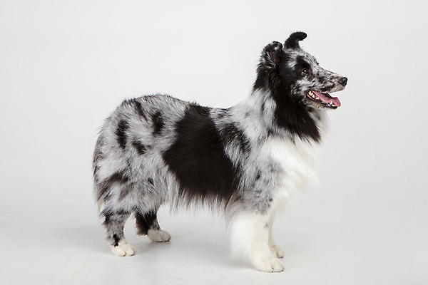 포토 JPG 스튜디오촬영 응시 반려견 실내 사람없음 옆모습 반려동물 귀여움 강아지 흰배경 반려 셔틀랜드쉽독 국내포토 동물 시선 뷰포인트 백그라운드 컨셉 내부 흰색 개 파일형식