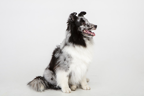 포토 JPG 스튜디오촬영 응시 반려견 실내 앉기 사람없음 옆모습 반려동물 귀여움 강아지 흰배경 반려 셔틀랜드쉽독 국내포토 동물 시선 뷰포인트 백그라운드 컨셉 모션 내부 흰색 개 파일형식