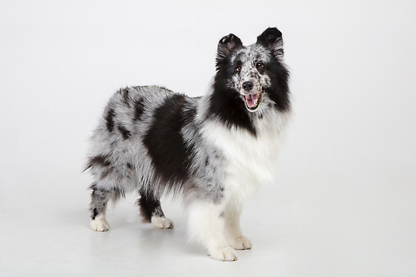 포토 JPG 스튜디오촬영 응시 반려견 실내 사람없음 옆모습 반려동물 귀여움 강아지 흰배경 반려 셔틀랜드쉽독 국내포토 동물 시선 뷰포인트 백그라운드 컨셉 내부 흰색 개 파일형식