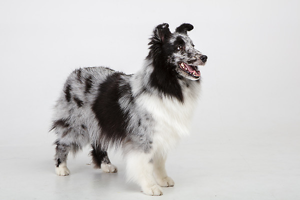 포토 JPG 스튜디오촬영 응시 반려견 실내 사람없음 옆모습 반려동물 귀여움 강아지 흰배경 반려 셔틀랜드쉽독 국내포토 동물 시선 뷰포인트 백그라운드 컨셉 내부 흰색 개 파일형식