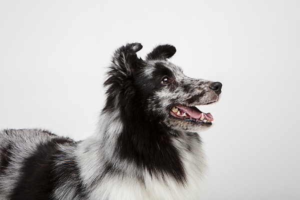 포토 JPG 스튜디오촬영 응시 반려견 실내 사람없음 옆모습 반려동물 귀여움 강아지 흰배경 반려 셔틀랜드쉽독 국내포토 동물 시선 뷰포인트 백그라운드 컨셉 내부 흰색 개 파일형식