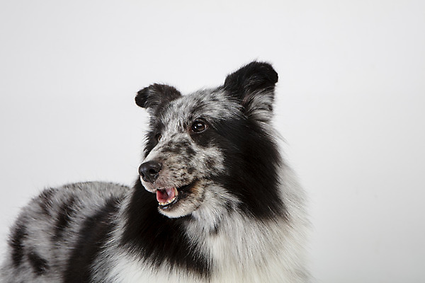 포토 JPG 스튜디오촬영 응시 반려견 실내 사람없음 옆모습 반려동물 귀여움 강아지 흰배경 반려 셔틀랜드쉽독 국내포토 동물 시선 뷰포인트 백그라운드 컨셉 내부 흰색 개 파일형식