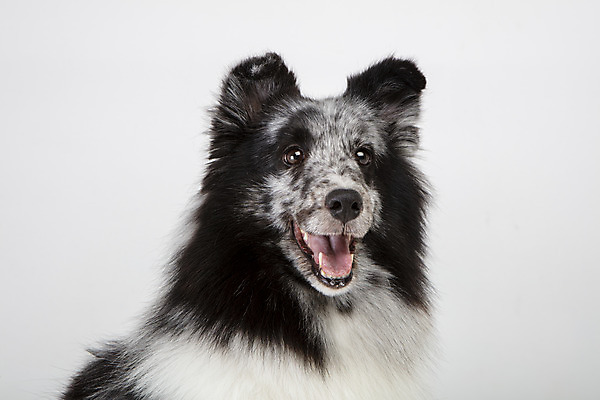 포토 JPG 스튜디오촬영 반려견 실내 사람없음 앞모습 반려동물 귀여움 강아지 흰배경 반려 셔틀랜드쉽독 국내포토 동물 뷰포인트 백그라운드 컨셉 내부 흰색 개 파일형식