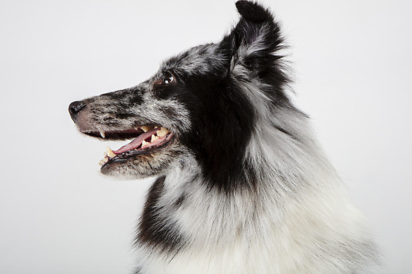 포토 JPG 스튜디오촬영 응시 반려견 실내 사람없음 옆모습 반려동물 귀여움 강아지 흰배경 반려 셔틀랜드쉽독 국내포토 동물 시선 뷰포인트 백그라운드 컨셉 내부 흰색 개 파일형식